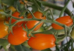 Cocktailtomate oval