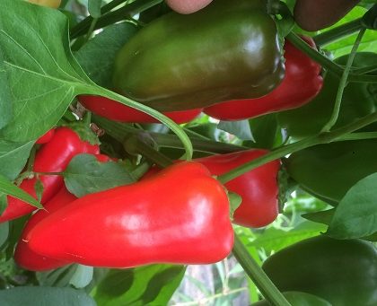 rote Snack-Paprika