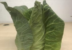 Spitzkohl