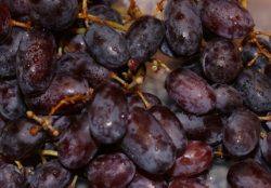 Vitis vinifera