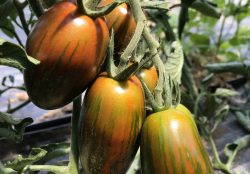 Zebra Eiertomaten