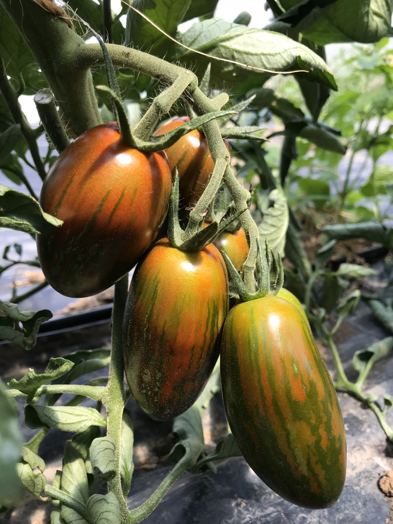 Zebra Eiertomaten