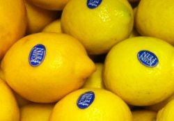 Zitronen aus biologischem Anbau