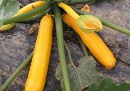 gelbe Zucchini